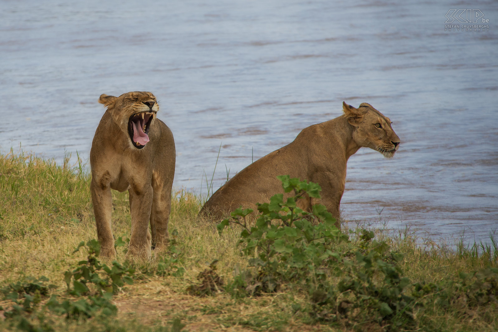 Samburu - Leeuwen We komen twee vrouwelijke leeuwen tegen aan de rivierbedding van de Ewaso Ng'iro rivier. Ze lagen lang te luieren op de grond maar nadien wandelen ze toch naar het water, rekken zich uit en geeuwen er op los. Stefan Cruysberghs